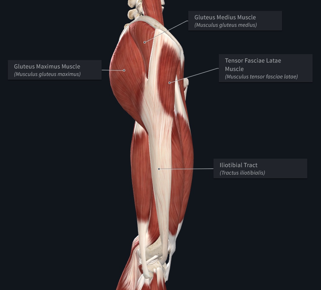 The main muscles of the lateral thigh