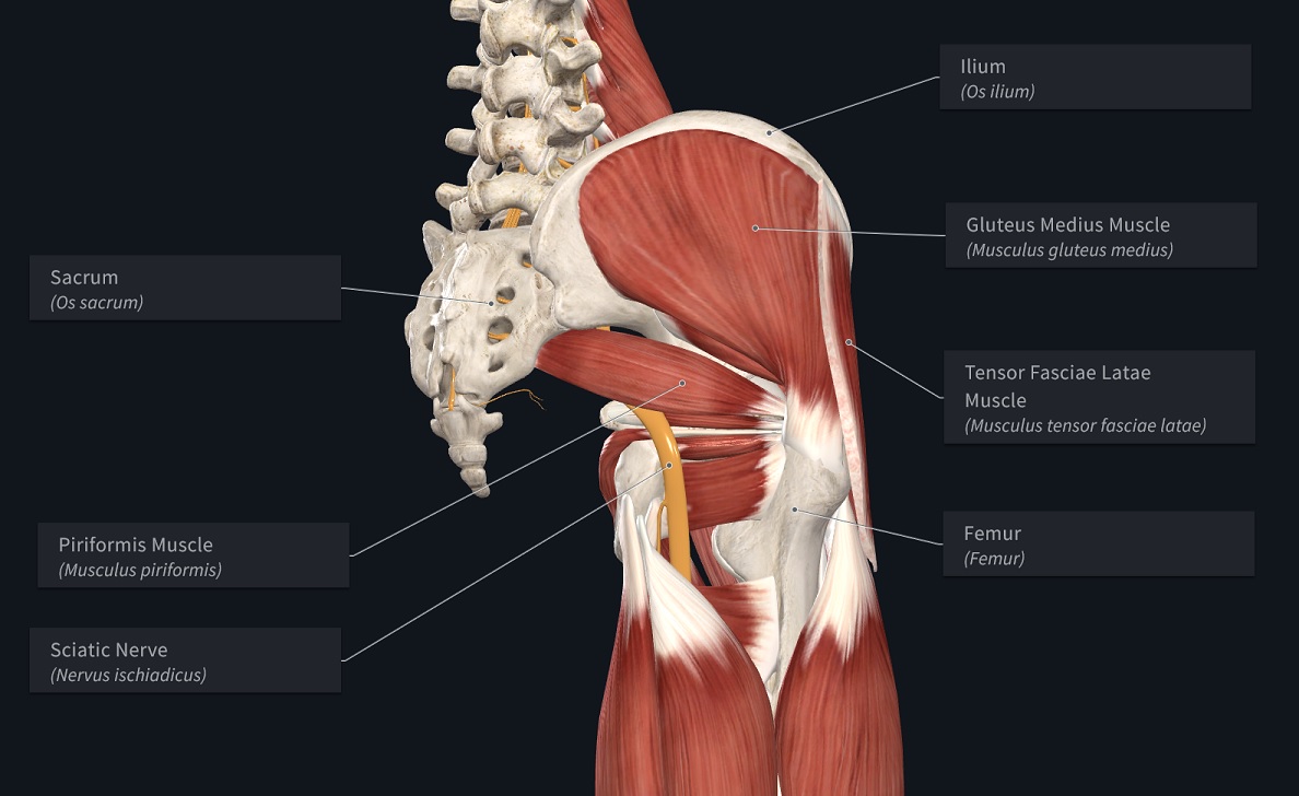 The Internal Structure Of The Pelvic Girdle Female Skeleton And Gluteus  Minimus Muscle, Gluteus Medius Muscle And Piriformis, Rear View. On A White  Background Royalty Free SVG, Cliparts, Vectors, and Stock Illustration.